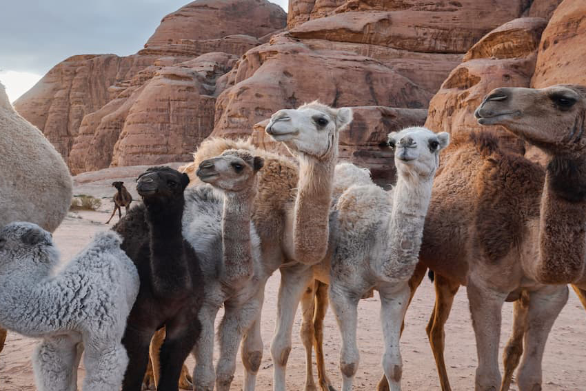 إنتاج منسوجات فاخرة لأول مرة من أوبار الإبل العربية